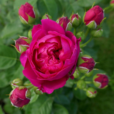 Роза "Ascot"