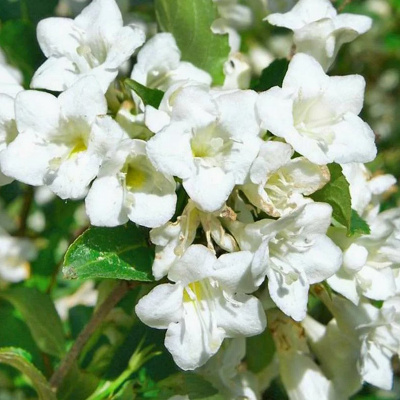 Вейгела "Snowflake"