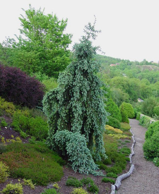 Псевдотсуга Мензиса "Glauca Pendula"
