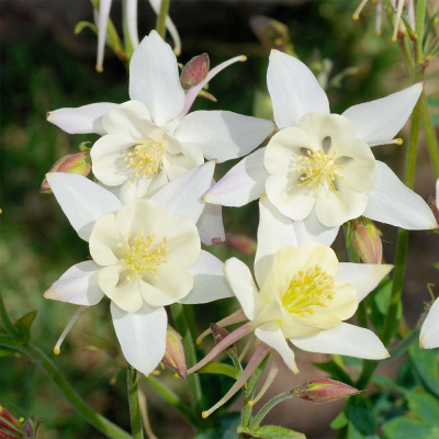 Аквилегия "Spring Magic White"