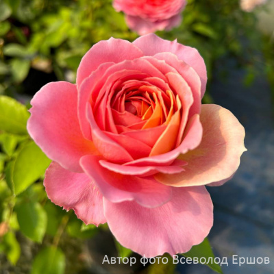 Роза "Romantic Antike"