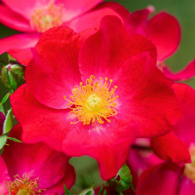 Роза "Poppy Rose"