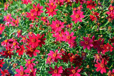 Кореопсис мутовчатый "Ruby Red"