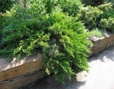 Можжевельник казацкий "Rockery Gem"