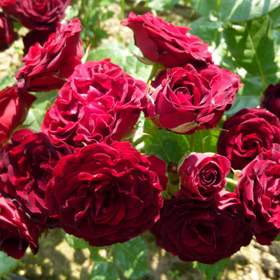 Роза "Red Sensation"