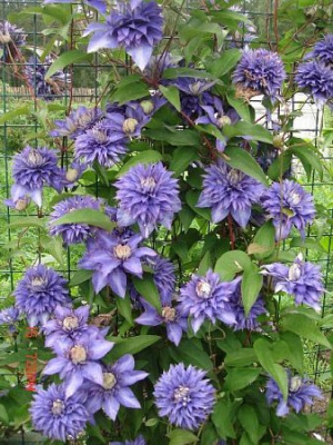 Клематис "Multi Blue"