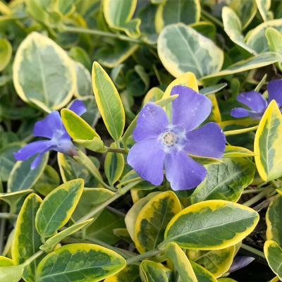 Барвинок малый "Blue and Gold"