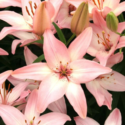 Лилия "Happy Spring"