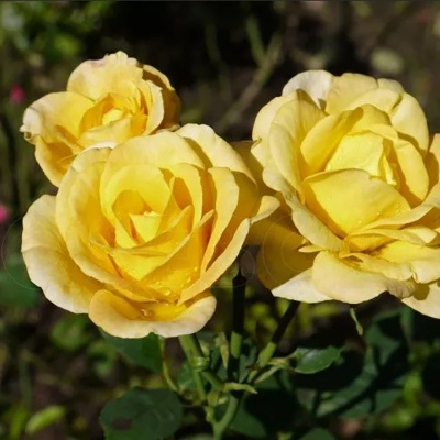 Роза "Allgold"