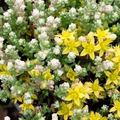 Очиток едкий "Variegata"