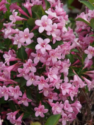 Вейгела "Pink Poppet"