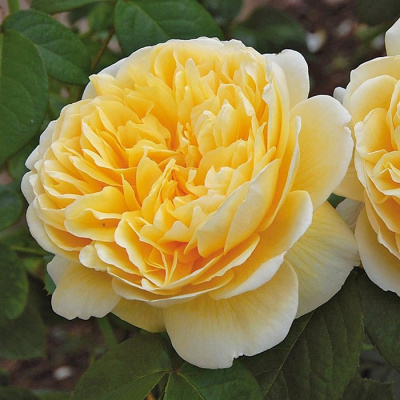 Роза "Charlotte"