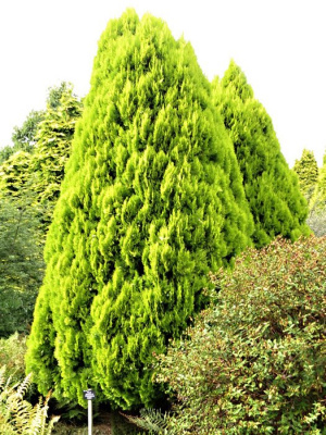 Туя восточная "Pyramidalis Aurea"