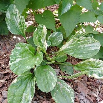 Подорожник большой "Variegata"