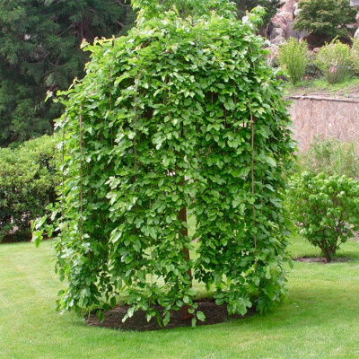 Шелковица белая "Pendula"