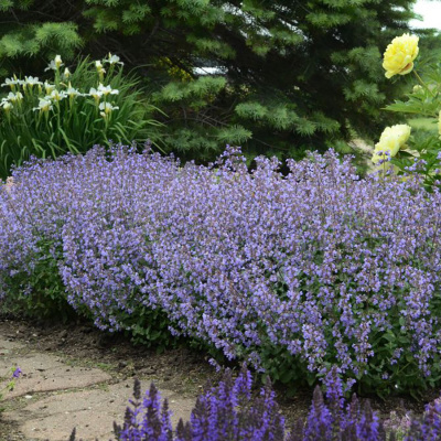 Котовник фассена "Blue Wonder"