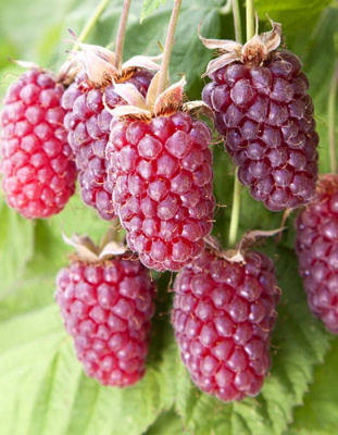 Ежемалина "Loganberry"