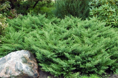 Можжевельник казацкий "Rockery Gem"