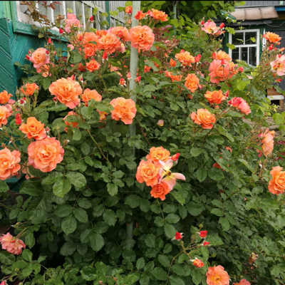 Роза "Westerland"