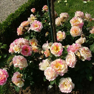 Роза "Claude Monet"