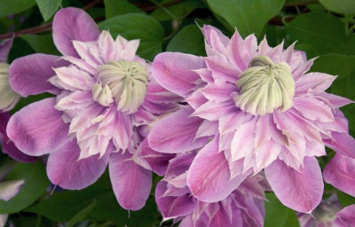 Клематис "Empress"
