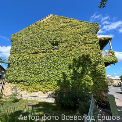 Виноград триостренный Вича