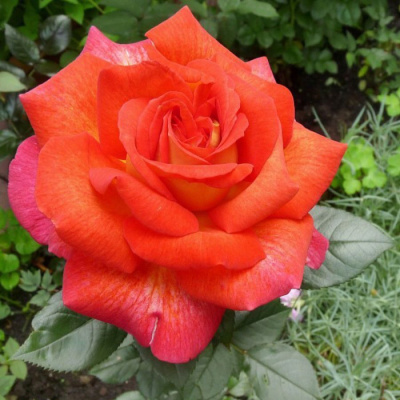 Роза "Parfum de Grasse"