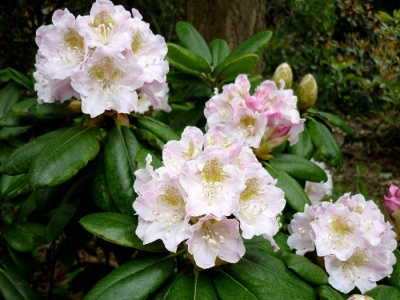 Рододендрон короткоплодный (фори)