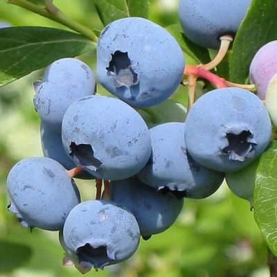 Голубика "Bluecrop"