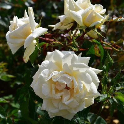 Роза "Ilse Krohn Superior"