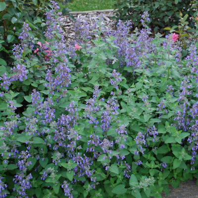 Котовник фассена "Blue Wonder"
