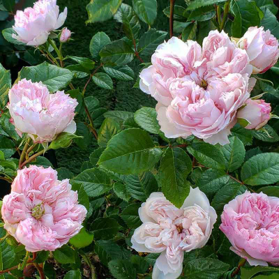 Роза "Cecil de volanges"
