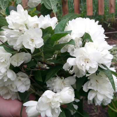 Чубушник "Snowbelle"