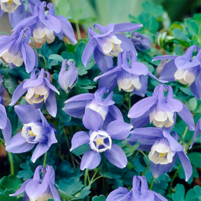 Аквилегия "Spring Magic Blue And White"