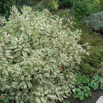 Дерен белый "Sibirica Variegata"
