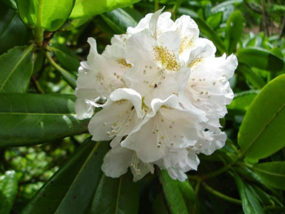 Рододендрон короткоплодный (фори)