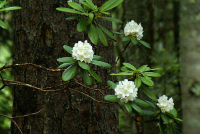 Рододендрон короткоплодный (фори)