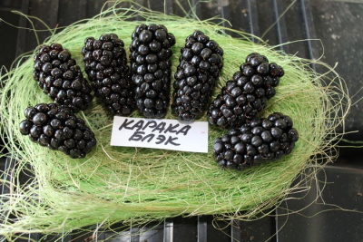 Ежевика "Karaka Black"
