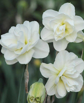 Нарцисс "Rose of May"