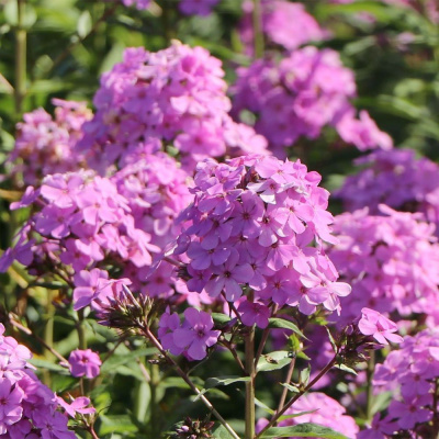 Флокс метельчатый "Hesperis"