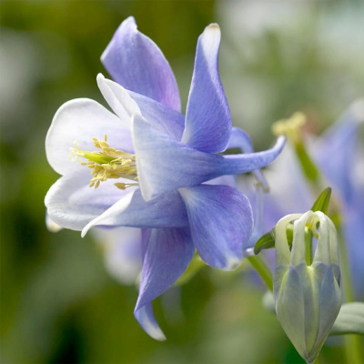 Аквилегия "Spring Magic Blue And White"