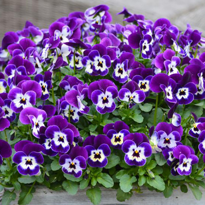 Виола "Sorbet XP Purple Face"