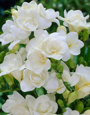 Фрезия "Double White"