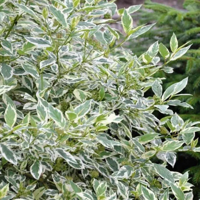 Дерен белый "Sibirica Variegata"