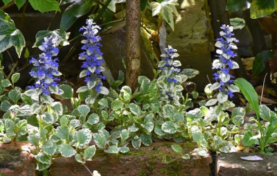 Живучка ползучая "Variegata"