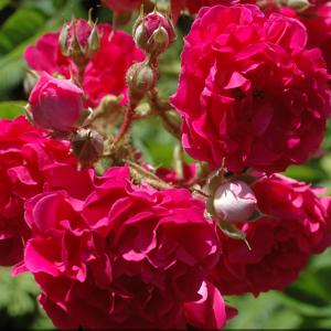 Роза "Crimson Shower"