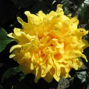Роза "Splendid Ruffles"