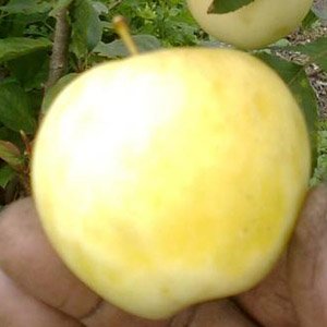 Яблоня карликовая "Юнга"