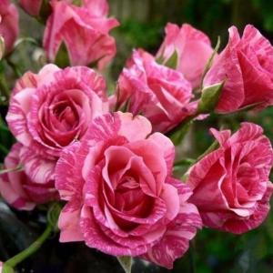 Роза "Pink Flash"