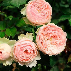 Роза "Mansfield Park"